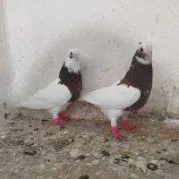 طوقی