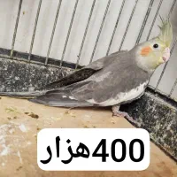 عروس هلندی بلند و کشیده