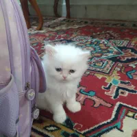 میکس پرشین و بریتیش سفید