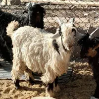 بزغاله نر ترکی