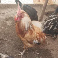 فروش خروس بومی