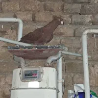 سرخ کاکلی بینظیر|پرنده|اقبالیه, |دیوار