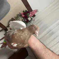 سینه زرد کاکلی|پرنده|بجنورد, |دیوار