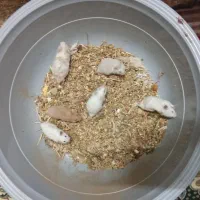 همستر سوری