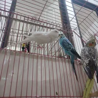 یک جفت مرغ عشق واقع در اسکو سهند