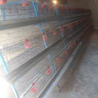 قفس مرغ تخمگذار|لوازم جانبی حیوانات|ایوان, |دیوار