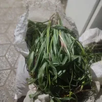 بوسور
