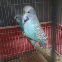 مرغ عشق انگلیسی گرید A