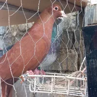 مجسمه