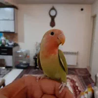 انواع طوطی برزیلی نر ماده مولد جوجه بالغ سخنگو رام|پرنده|تهران, استاد معین|دیوار