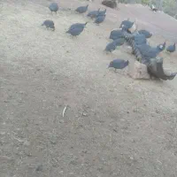 مرغ چینی|حیوانات مزرعه|کوهدشت, |دیوار