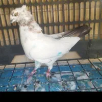 حراج لوازم کفتر
