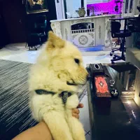 سگ چاو چاو|سگ|مشهد, نیروی هوایی|دیوار