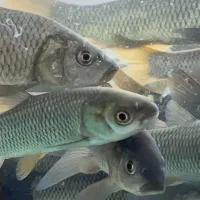 آمور  کپور  کوی گلدفیش