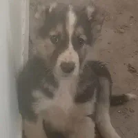 سگ افغان|سگ|مشهد, همت آباد|دیوار