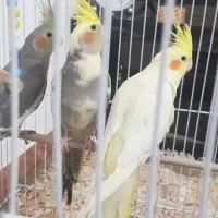 عروس هلندی|پرنده|لنگرود, |دیوار