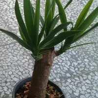 گل یوکا بونسای