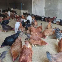 مرغ تخمگذار محلی و خروس