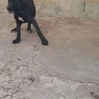 ماده سرابی ۳ ماهو نیمه  درجه یک قره