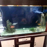 یه عدد آکواریوم بزرگ و زیبا|ماهی|شهرکرد, |دیوار