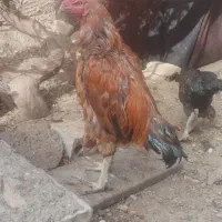 جوجه کوشین و خروس لاری اصیل و خروس کوشین جوان .|حیوانات مزرعه|تربت جام, میرقوام الدین|دیوار