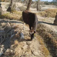 فروش گاو ابستن