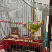 گرینچیک سینه قرمز|پرنده|اهواز, کوی باهنر|دیوار