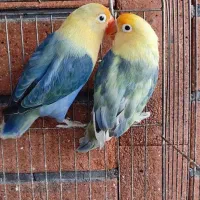 طوطی برزیلی گرینچیک سهره رام دستی پاربلو ترکواز