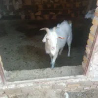 بز غاله نر سانن فروشی