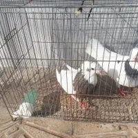 پرنده طوقی|پرنده|چرداول, |دیوار