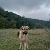 واگذاری ماده پژدر کردی عراقی اصیل|سگ|رودسر, |دیوار