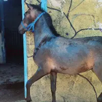 کره ، مادیان ، نریان