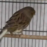 قناری ماده گلاستر هوش آماده|پرنده|اسدآباد, |دیوار