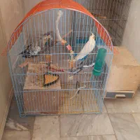عروس هلندی های نر ماده حراج