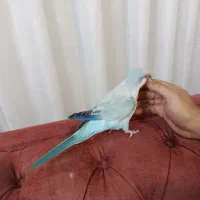 راهب بلو اسکای اپلاین