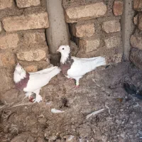 کبوتر کله زرد وطوقی|پرنده|پیر بکران, |دیوار