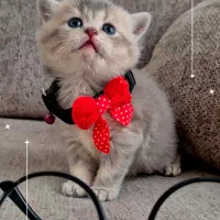 بریتیش بلو گلد|گربه|کرج, فاز ۲ مهرشهر|دیوار