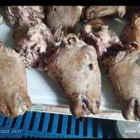 انواع کله پاچه خام و پخته با قیمت مناسب|خوردنی و آشامیدنی|لردگان, |دیوار