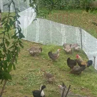 فروش ۳عدد غاز ماده (تخم گذار)