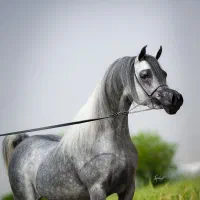 فروش اسبهای وارداتی زیبایی عرب