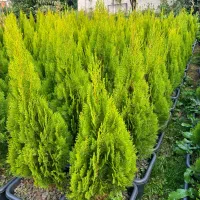 کامیس نوکدار یاس هلندی|خدمات باغبانی و درختکاری|تنکابن, |دیوار