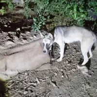 این سگ گم شده