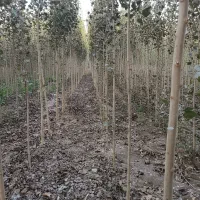 نـهال صنــوبر مرغوب تحویل فوری و تضمین رشد|خدمات باغبانی و درختکاری|اردبیل, |دیوار