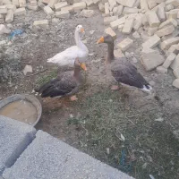 ۳عددغاز