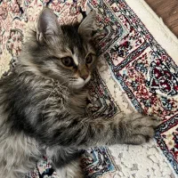 گربه|گربه|تهران, صادقیه|دیوار