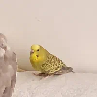فروش مرغ عشق