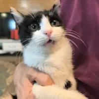 گربه میکس هیمالین و DSH