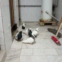 لشکراباد خیابون انوشه