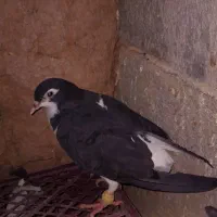 کفتر