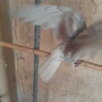 کبوتر|پرنده|قم, نخودی|دیوار